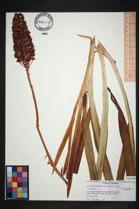 Amianthium muscitoxicum image