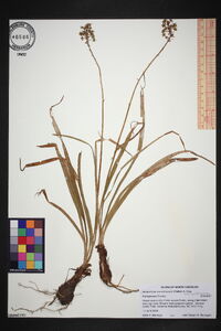 Amianthium muscitoxicum image