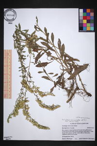 Solidago nemoralis var. nemoralis image