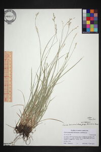 Carex bromoides image