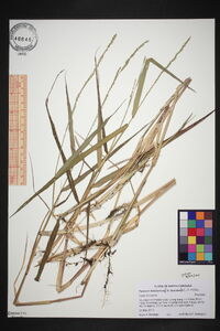 Panicum hemitomon image