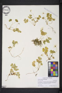 Oxalis montana image