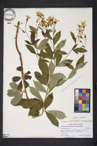 Gillenia trifoliata image