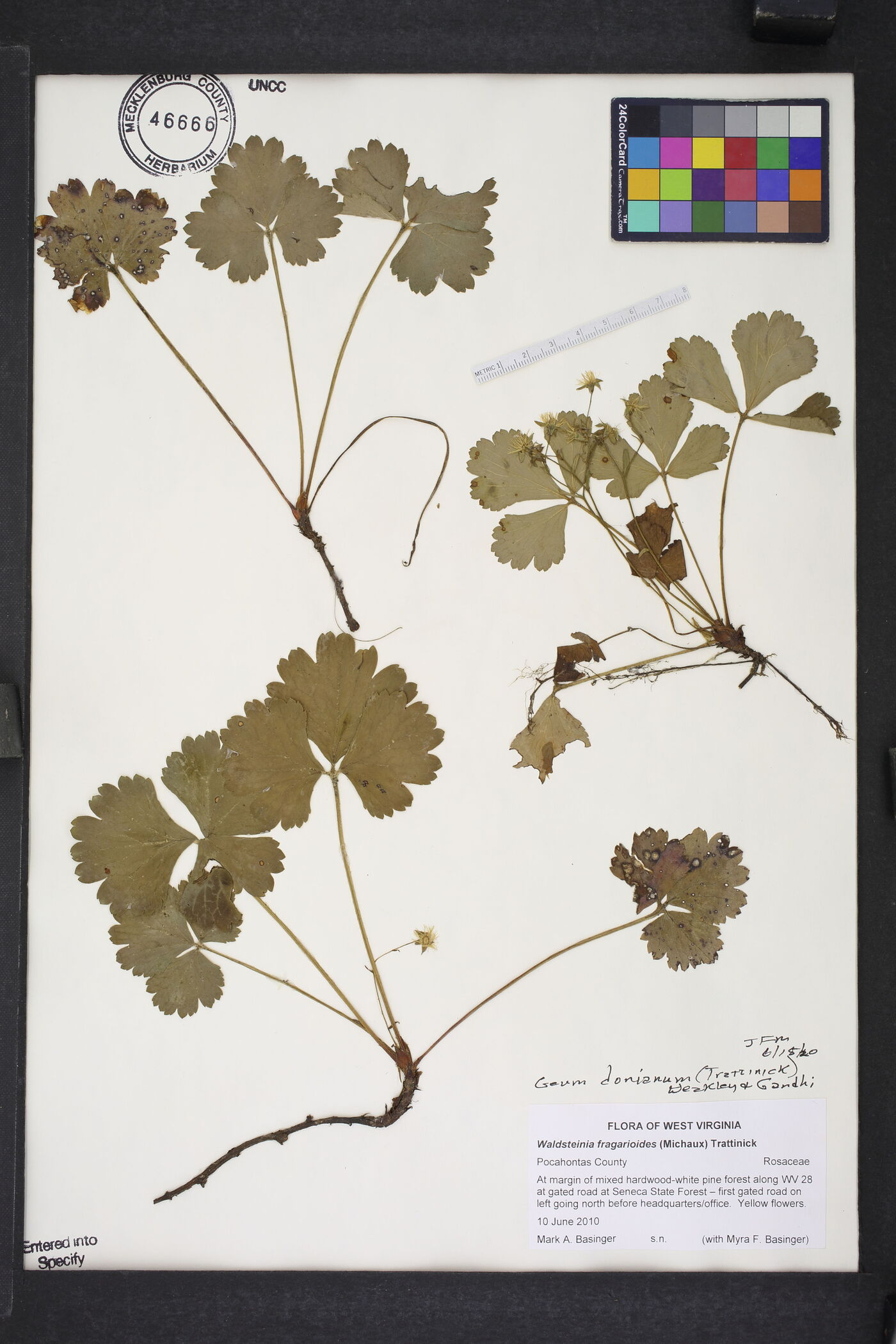 Waldsteinia doniana image
