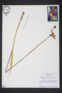 Calopogon tuberosus var. tuberosus image