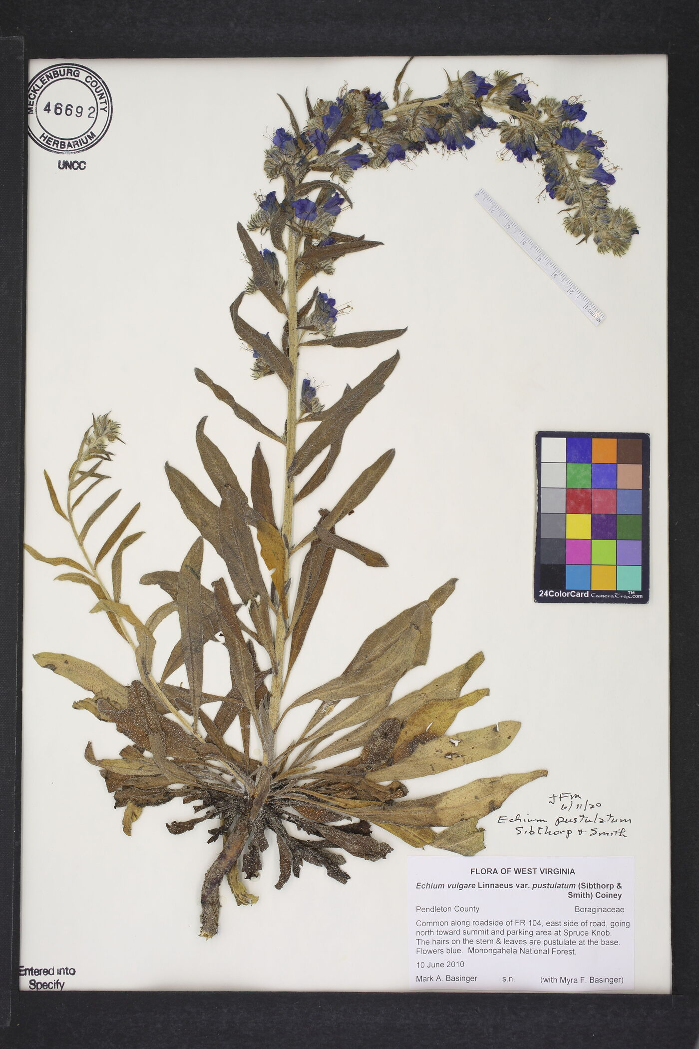 Echium pustulatum image