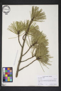 Pinus rigida image