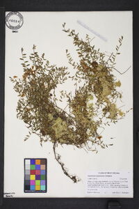 Vaccinium oxycoccos image