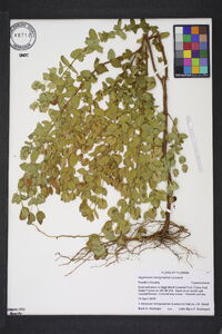 Hypericum tetrapetalum image