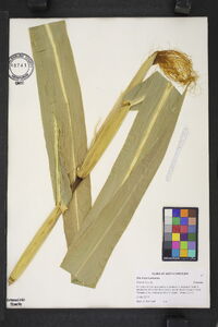 Zea mays image