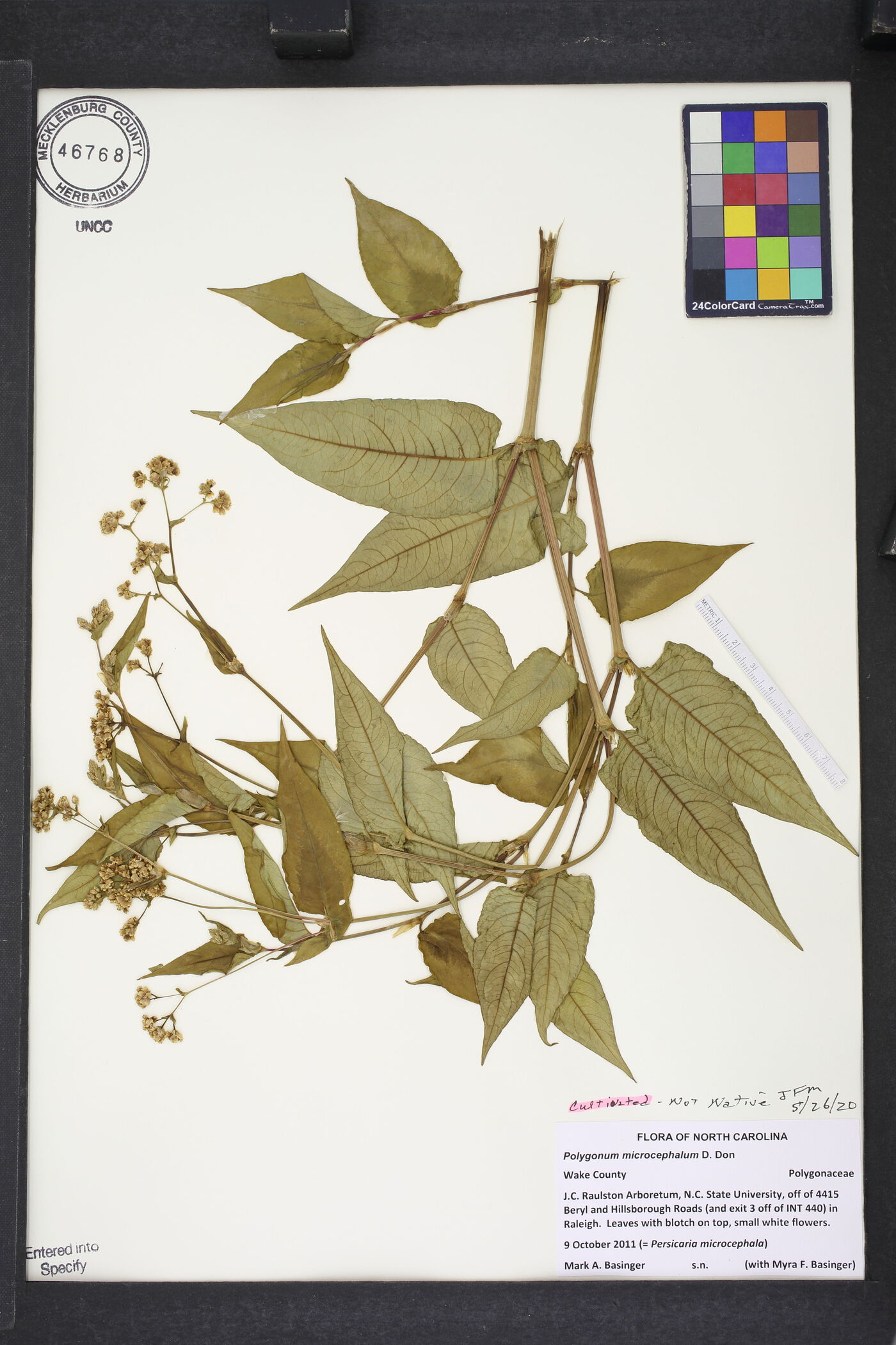Polygonum microcephalum image