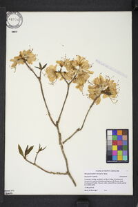 Rhododendron vaseyi image