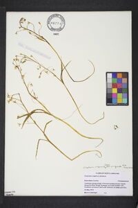 Claytonia virginica var. virginica image