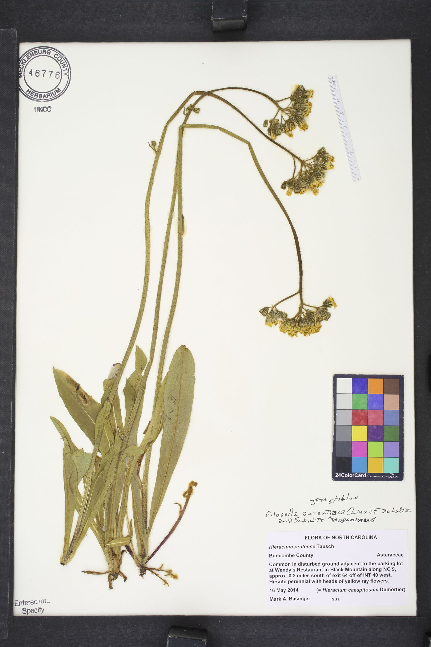 Pilosella aurantiaca image