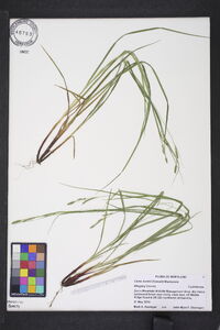 Carex swanii image