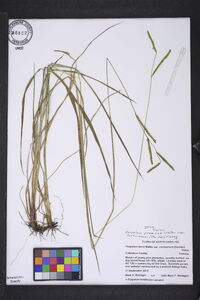 Paspalum lentiferum image