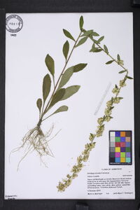 Solidago bicolor image