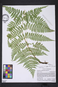 Dryopteris campyloptera image