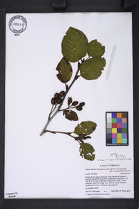 Alnus crispa image