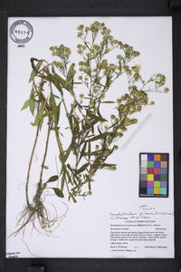 Symphyotrichum pilosum var. pilosum image