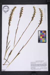 Spiranthes cernua image