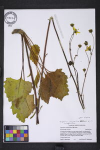 Silphium compositum var. compositum image