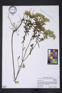 Pycnanthemum flexuosum image