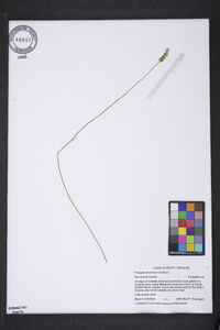 Polygala incarnata image