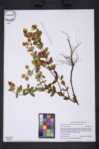 Hypericum crux-andreae image