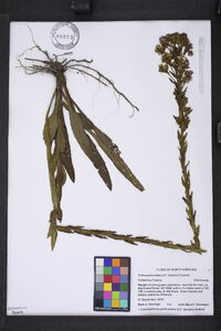 Trilisa paniculata image