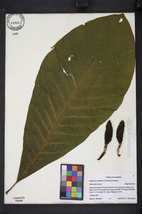 Magnolia tripetala image