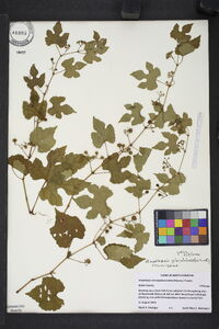 Ampelopsis heterophylla image