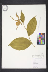 Cypripedium parviflorum var. pubescens image