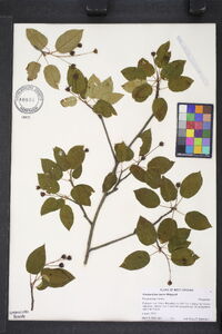 Amelanchier laevis image