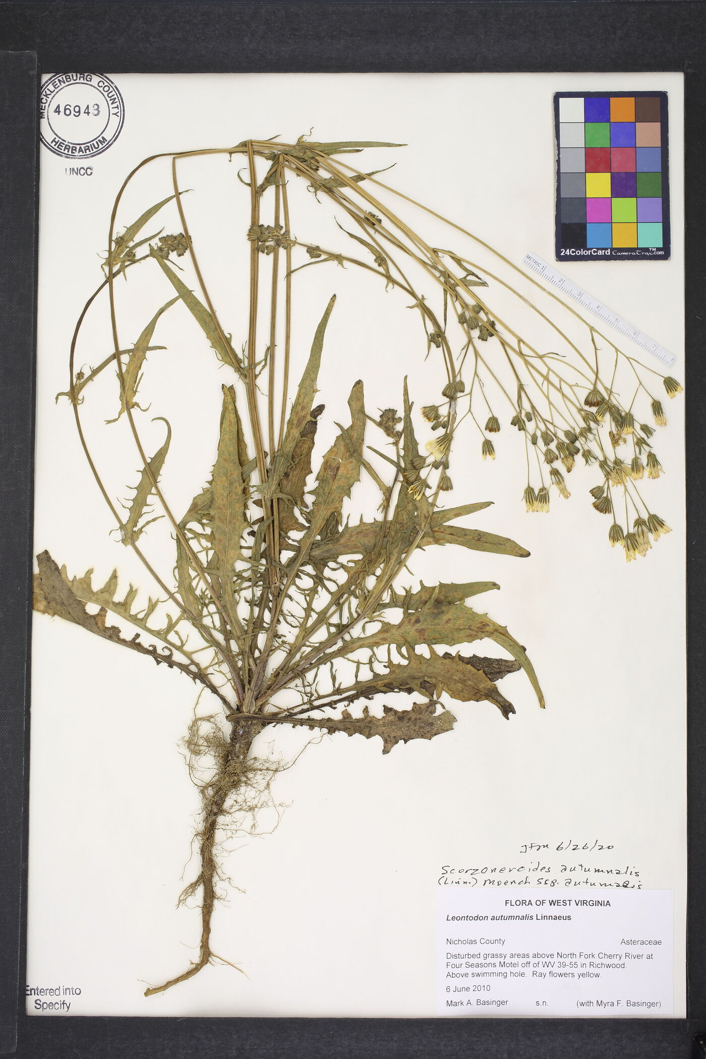 Scorzoneroides autumnalis subsp. autumnalis image