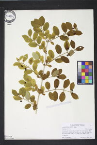 Lonicera morrowii image