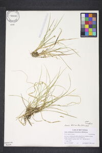 Carex basiantha image