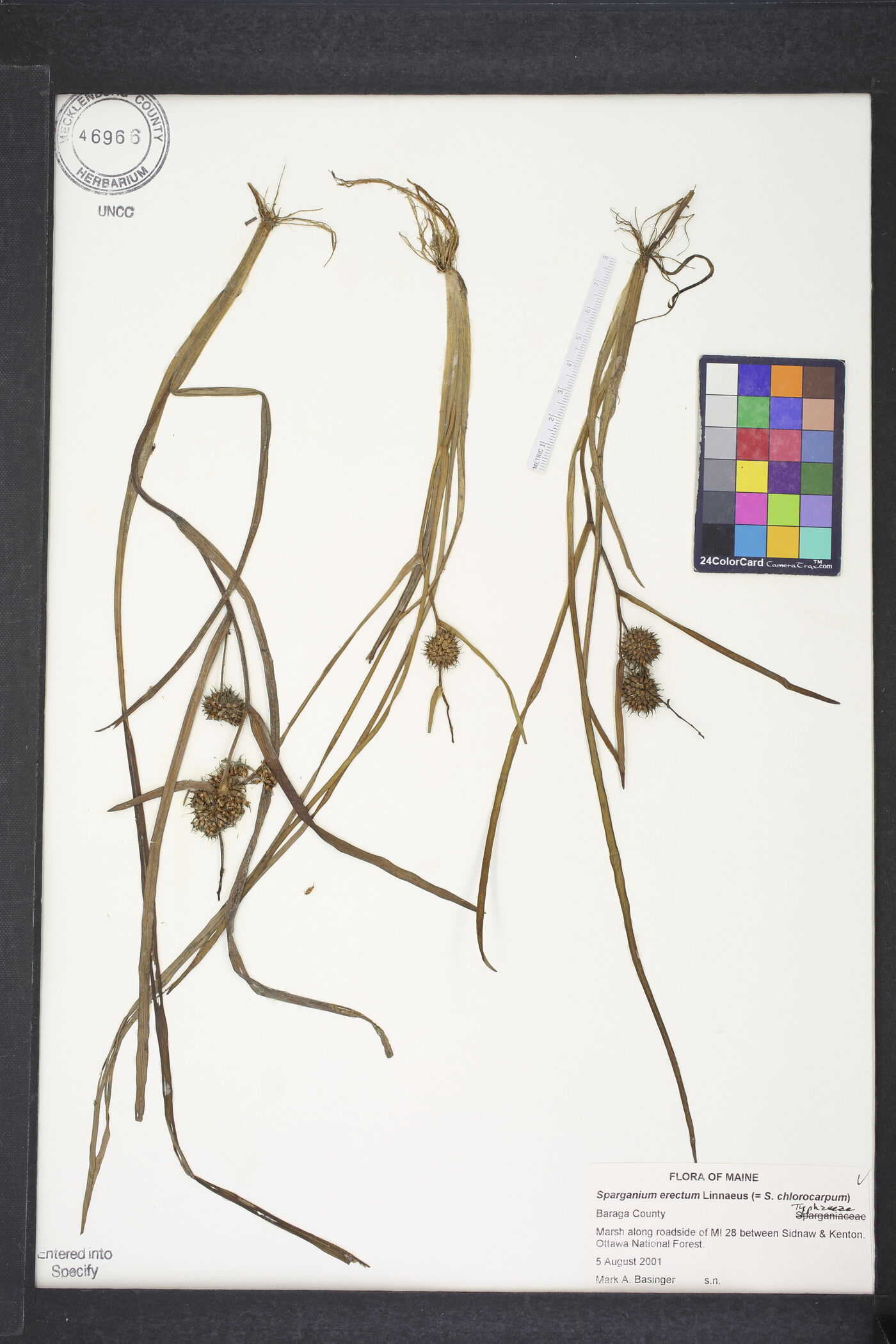 Sparganium erectum image