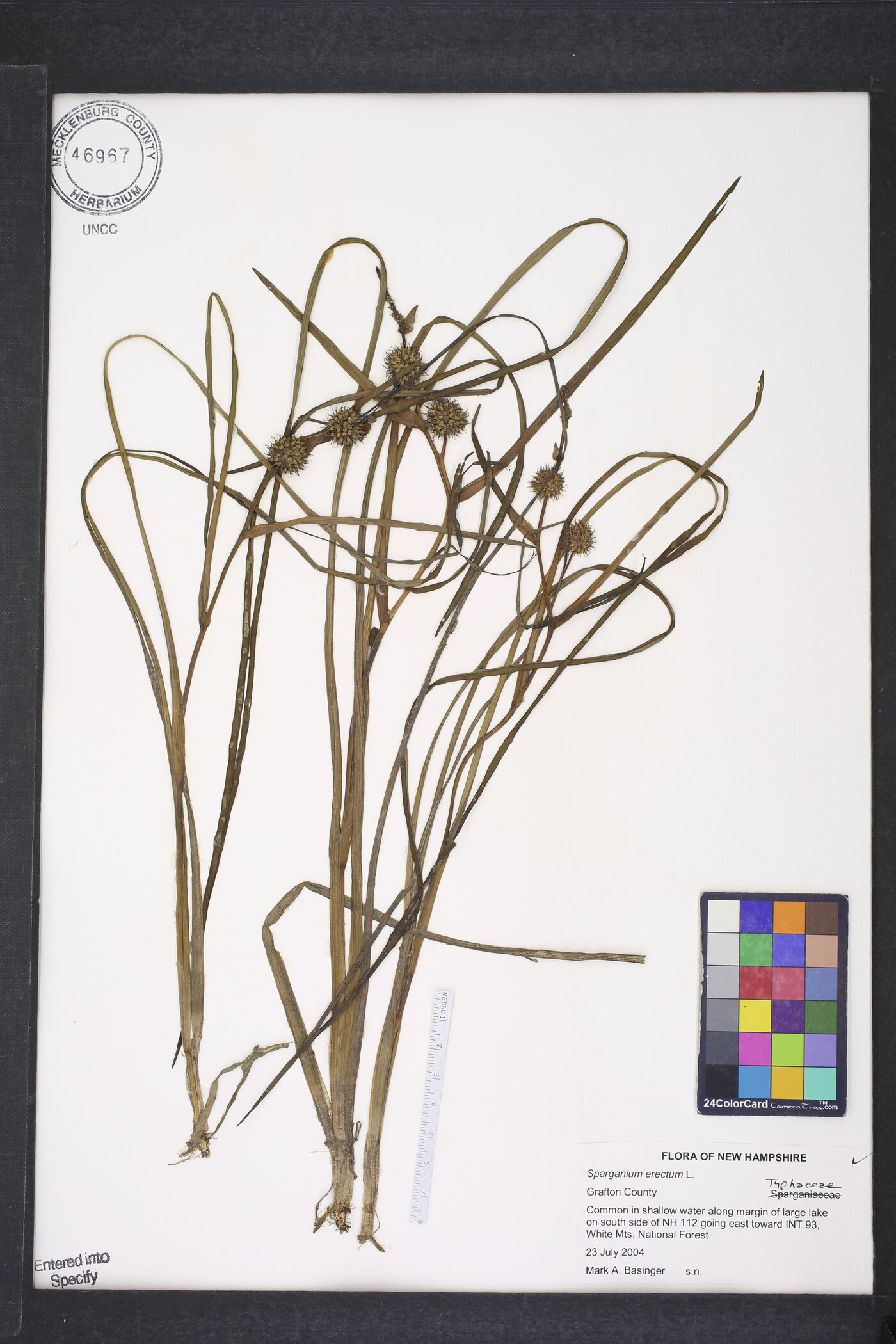 Sparganium erectum image