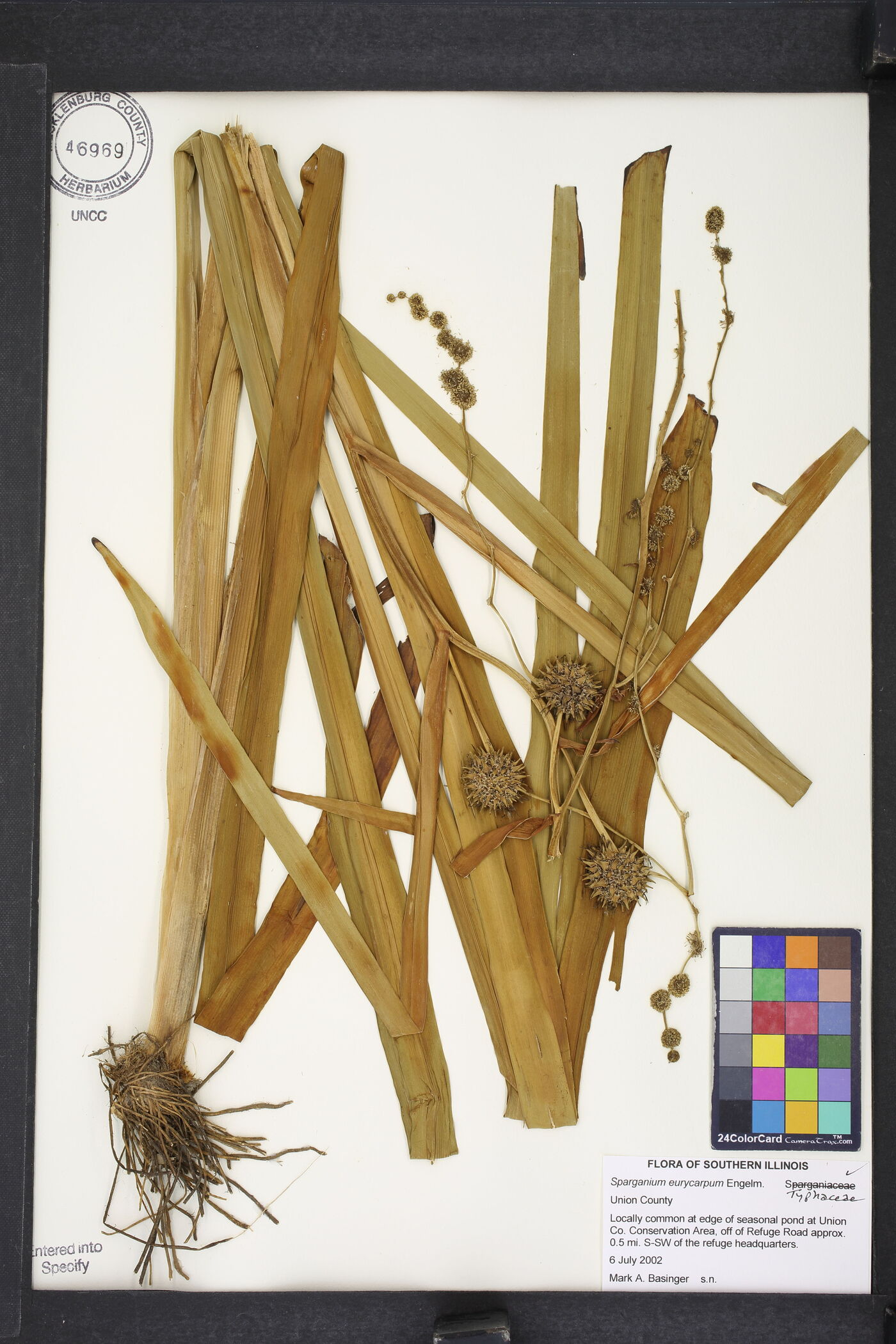 Sparganium eurycarpum var. eurycarpum image