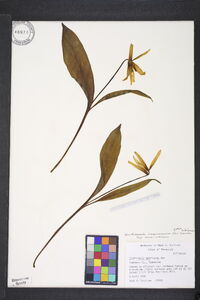 Erythronium americanum subsp. americanum image