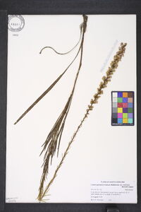 Liatris spicata image