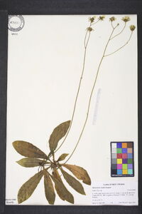 Hieracium traillii image