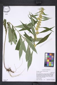 Solidago curtisii image