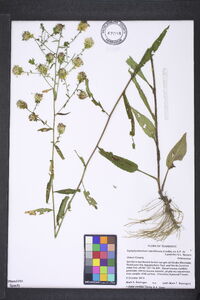 Symphyotrichum retroflexum image