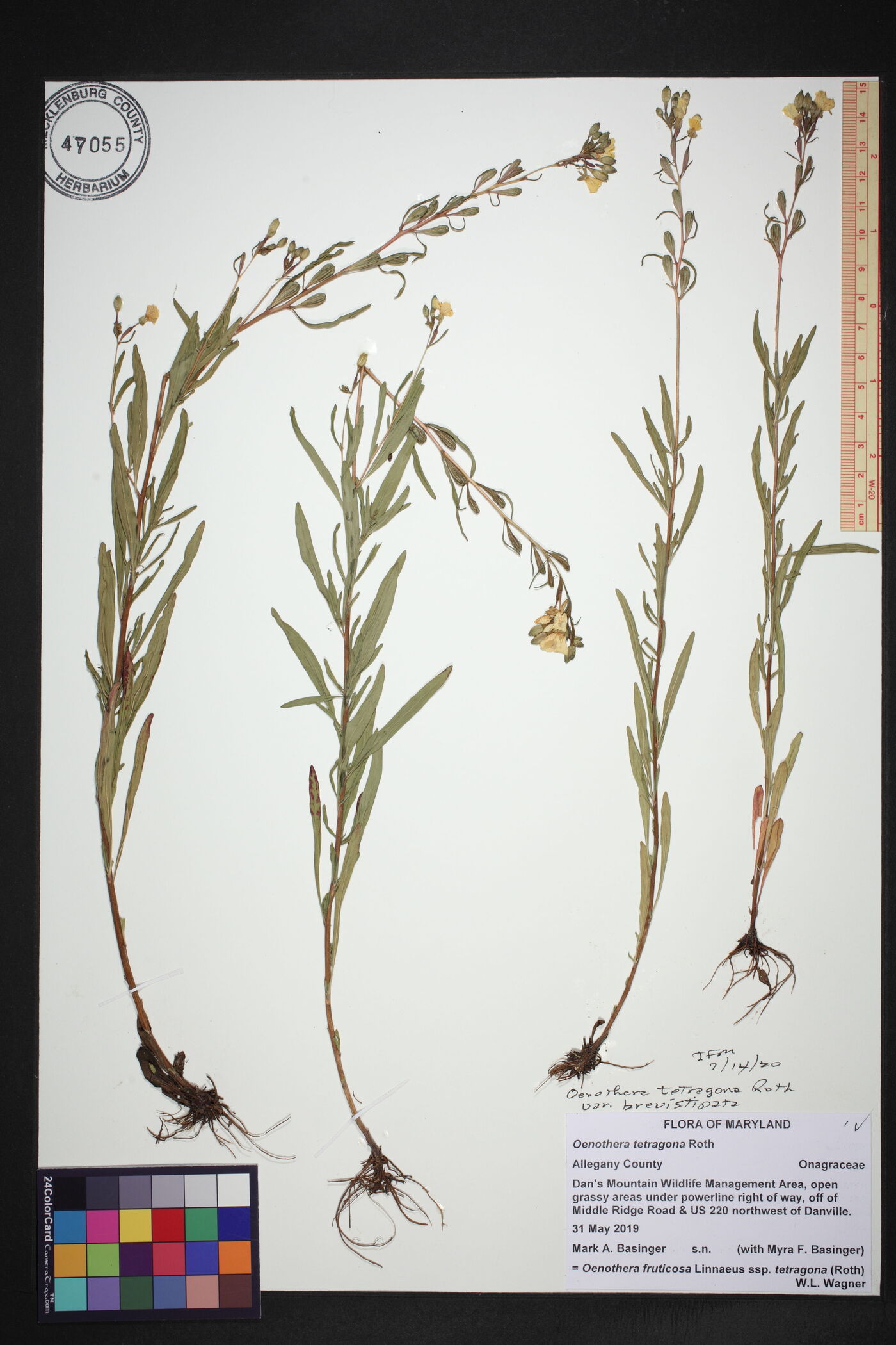 Oenothera tetragona image