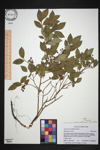 Vaccinium altomontanum image