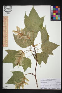 Acer pensylvanicum image