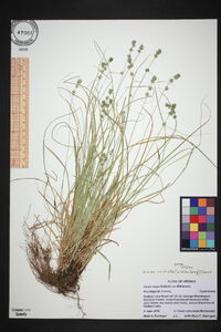 Carex radiata image