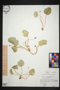 Viola rotundifolia image